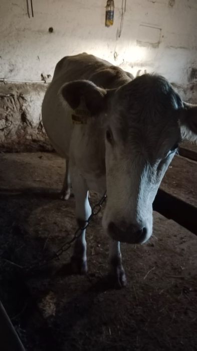 Продам корову 3хлетка