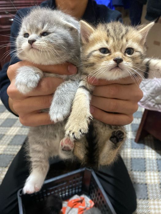 Scottish fold straty
