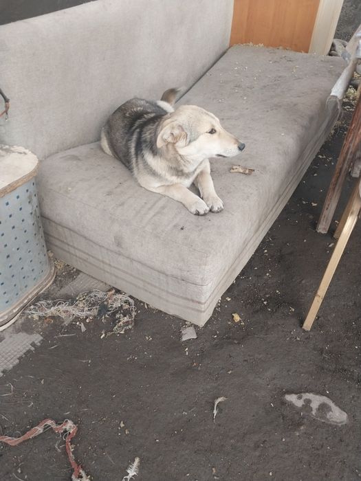 Отдам щенка в хорошие руки