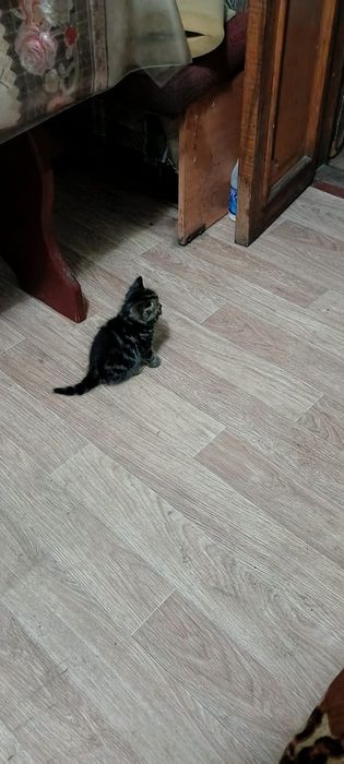 Котята британские
