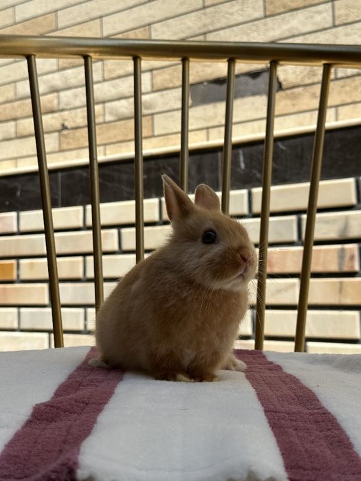 Farzandingizga telefon emas… yurak bilan bog‘lanadigan tirik do‘st ber