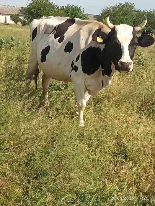 Vacă și Taur de vânzare