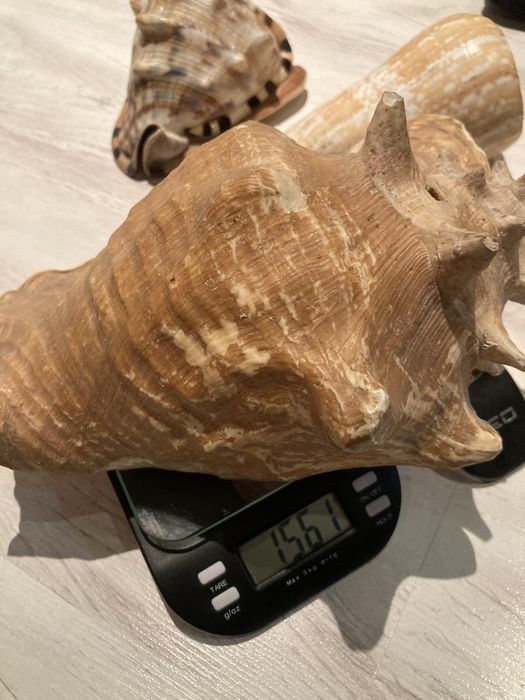 Сет Раковини от Карибите.