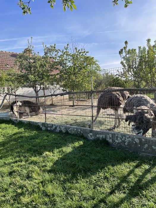 Familie de struti ouatoare