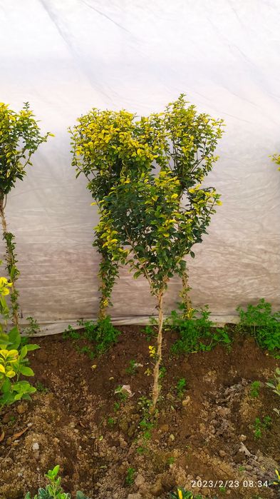 Birsklet  va shamshod. Va boshqa kochat