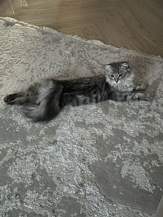 Продам шотладского кота. Возраст 1год