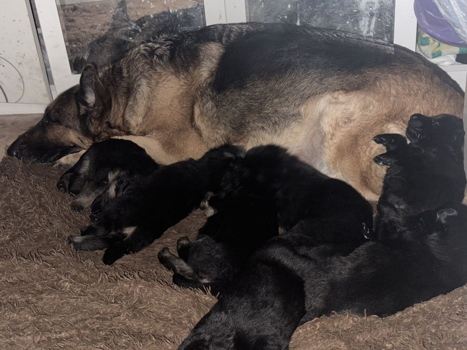 Щенки немецкой овчарки