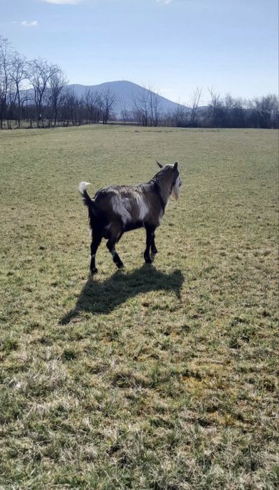 Vând un țap și o oaie
