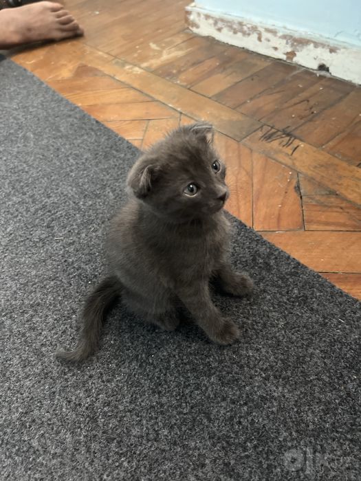 Продам милого котёнка, здоровый и игривый