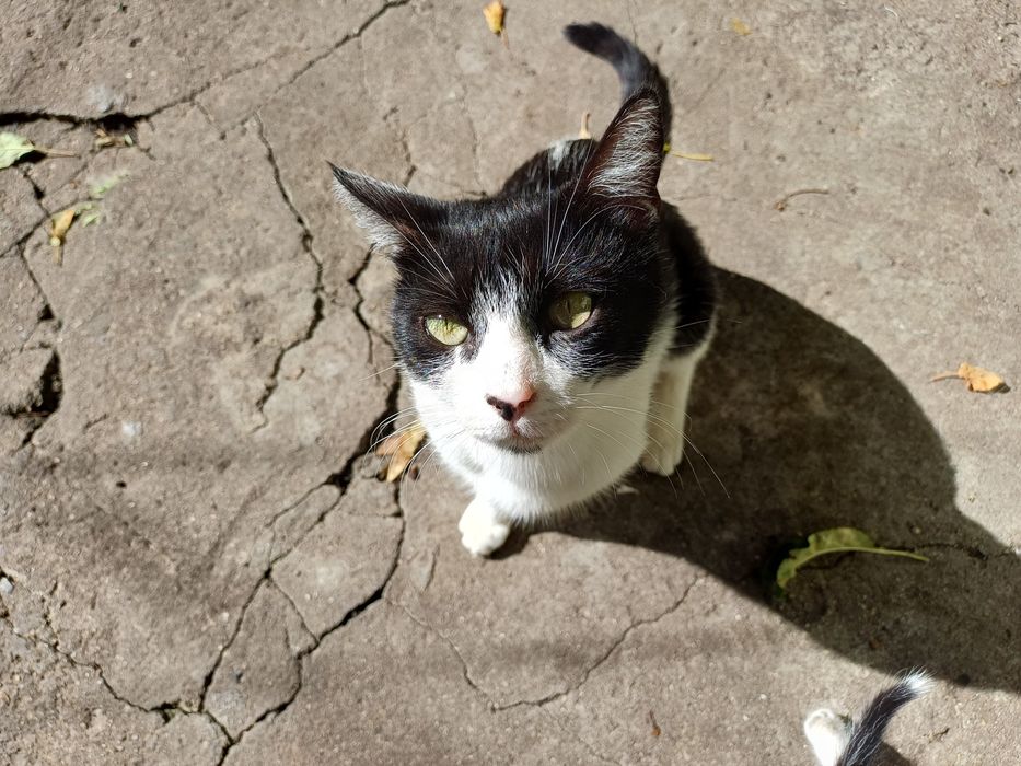 Търси дом - нежна домашна котка