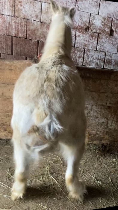 De vnzare o poneita foarte buna