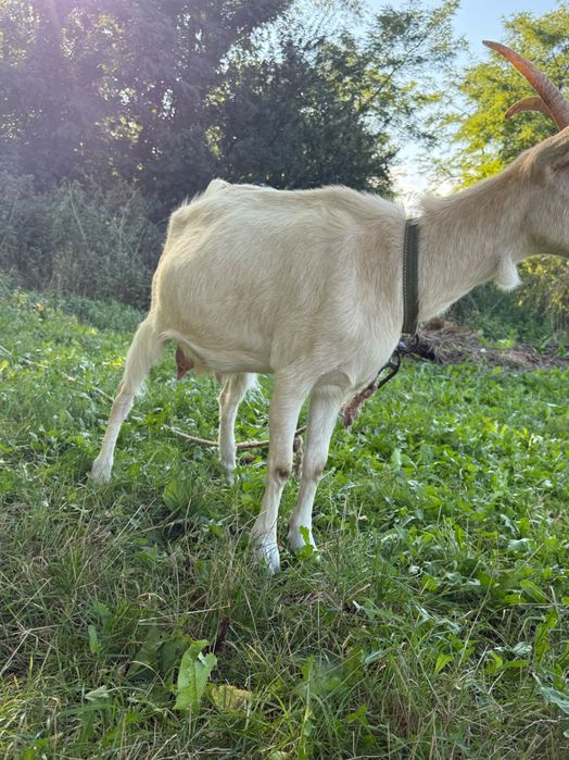 Căprițe   sannen