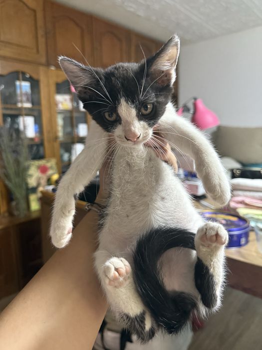 Pisici de adoptie, bucuresti