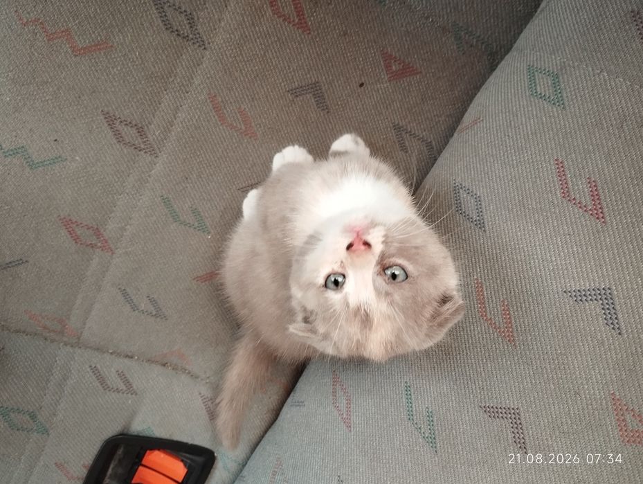 Котята 1,5 месяца