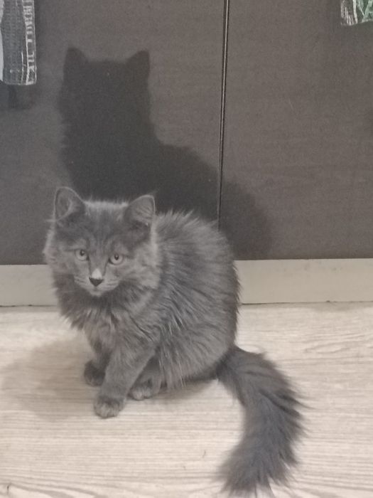 Котёнок  девочка