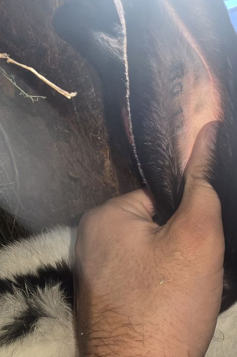 MasculUriaș pestrit german