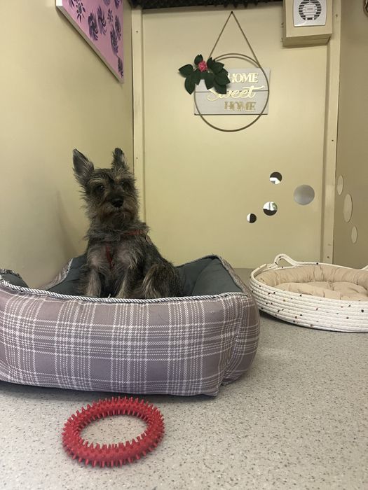 Хотел за кучета и Груминг в София