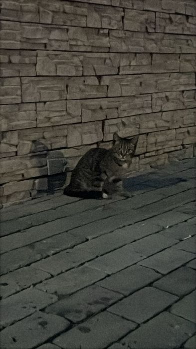 Котёнок в добрые руки!