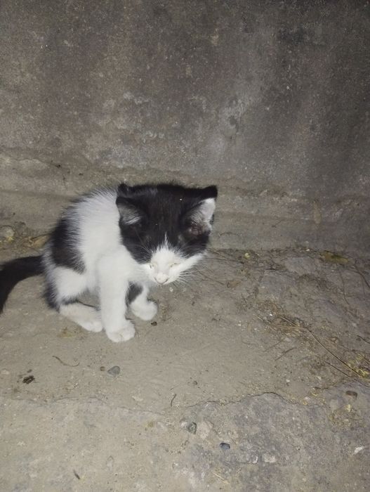 Котята (4 штуки)