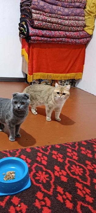 Skotish staryt 3 oyli
