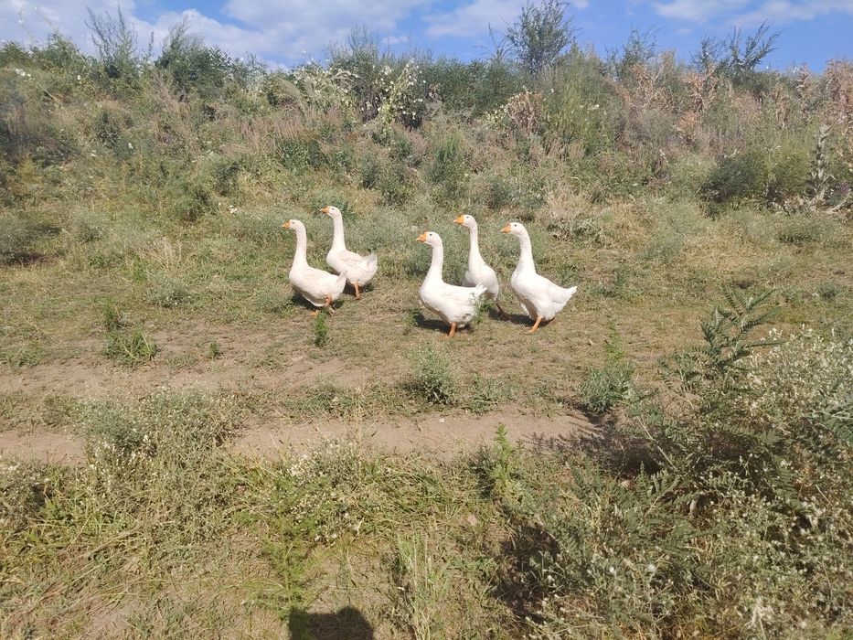 Продам 8 гусей срочно