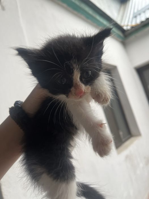 Отдаю котят в добрые руки.