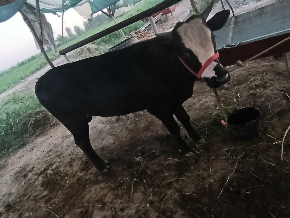 Buqqalar sotiladi