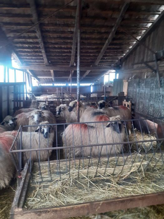 Vând 9 oi bretele și bucalai