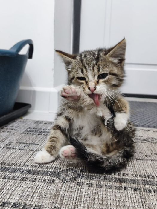 Пристраивается котенок