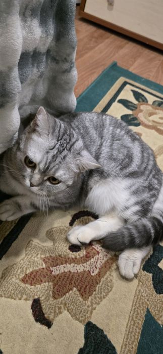 Котёнок британский 9 месяцев