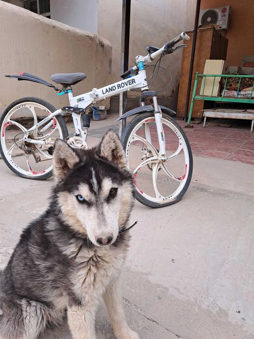 Хаски чистокровный