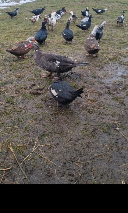 Oua rață muta disponibile