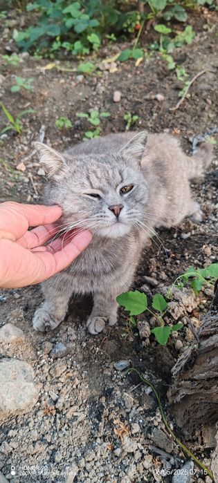 Zotdor mushuk sotiladi