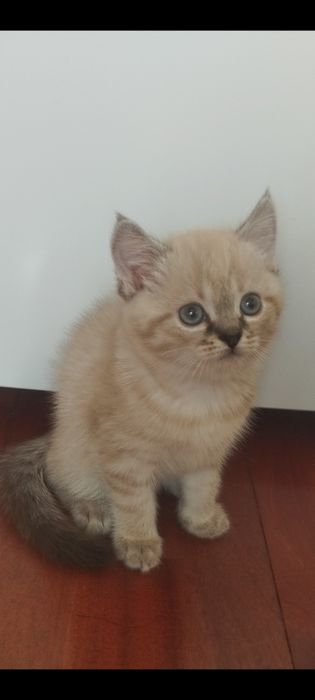 Шотландские котята