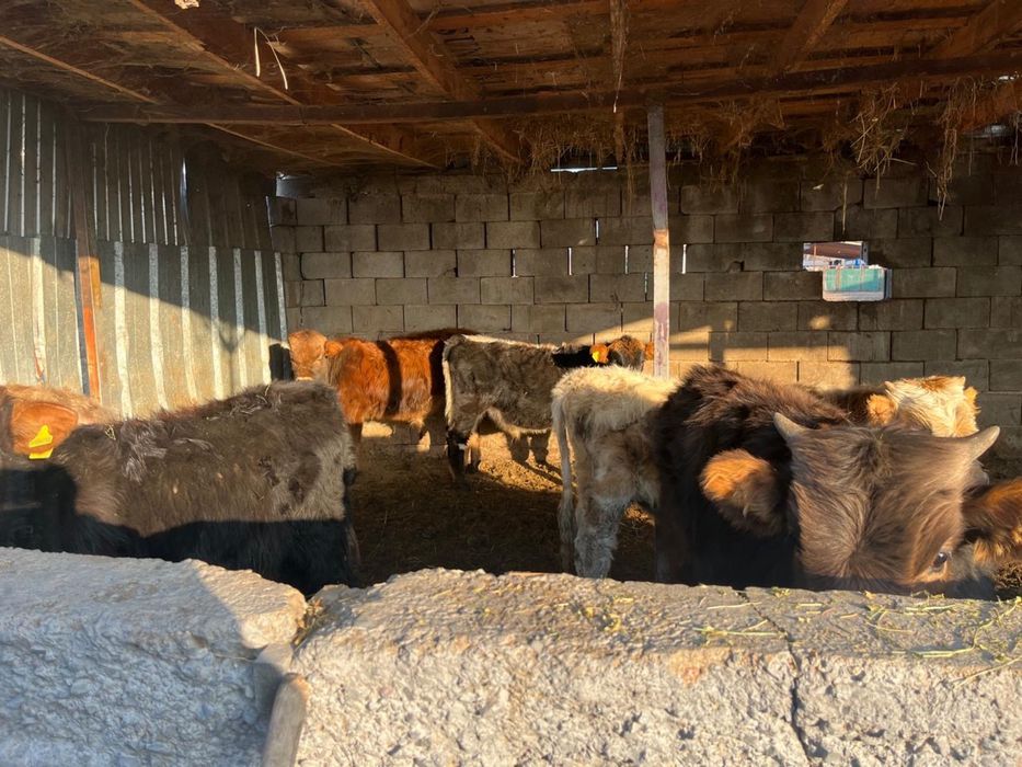 8 бас еркек бұзаулар сатылады