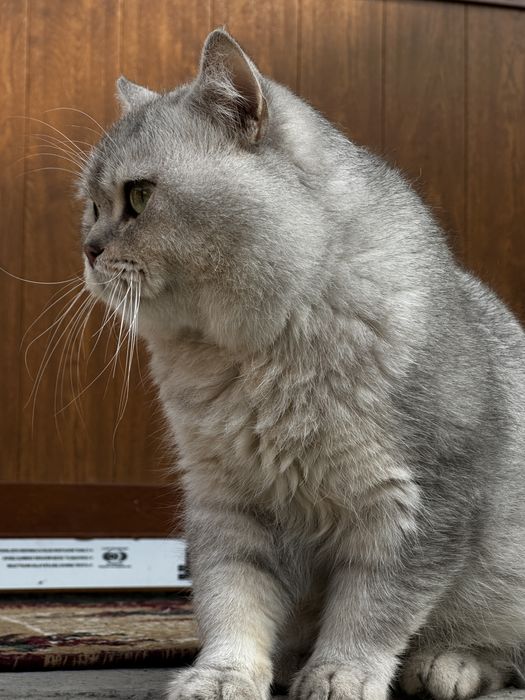 Aslzoda kumushrang Britan mushugi sotiladi!