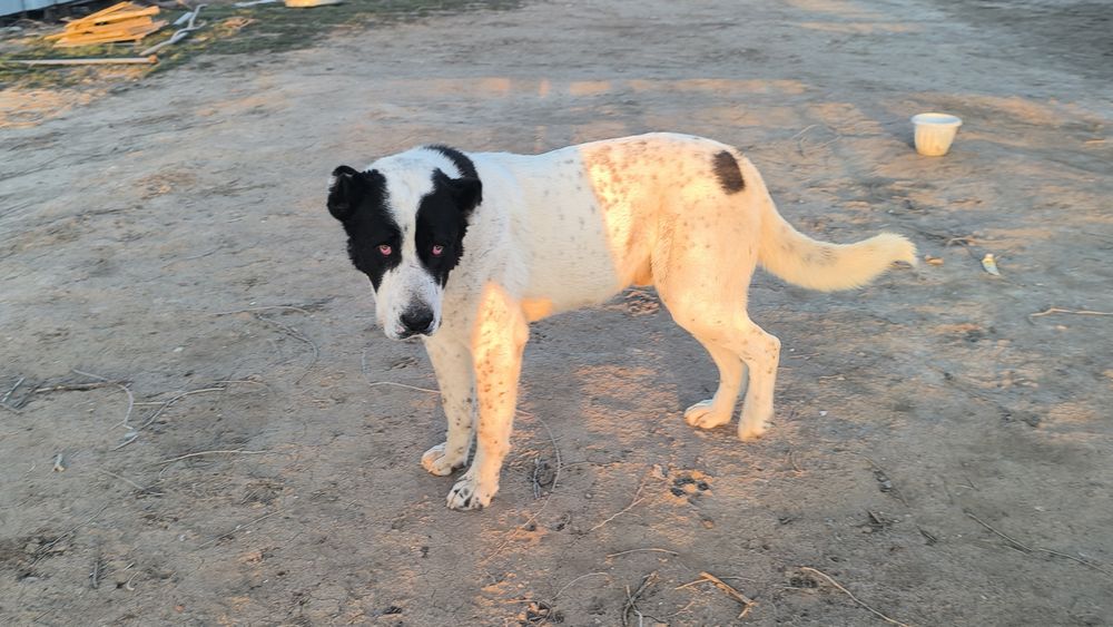 Алабай Сатылады жас