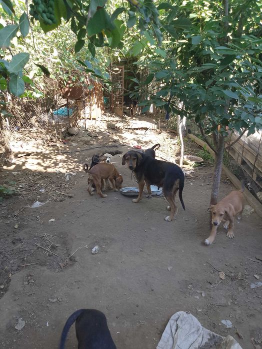 Подарявам малки кученца гончета