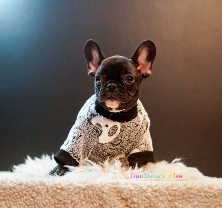Bulldog francez negru tigrat cu pedigree - baietel
