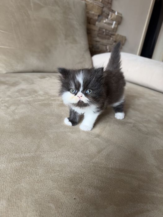 Персийски котета