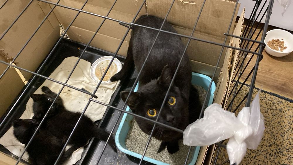 Котята ищют дом срочно