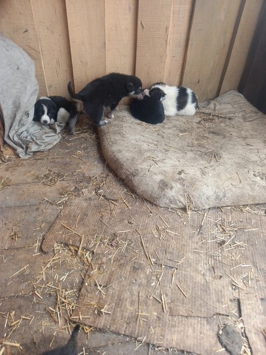 Щенки 5 недель малышам нужен дом