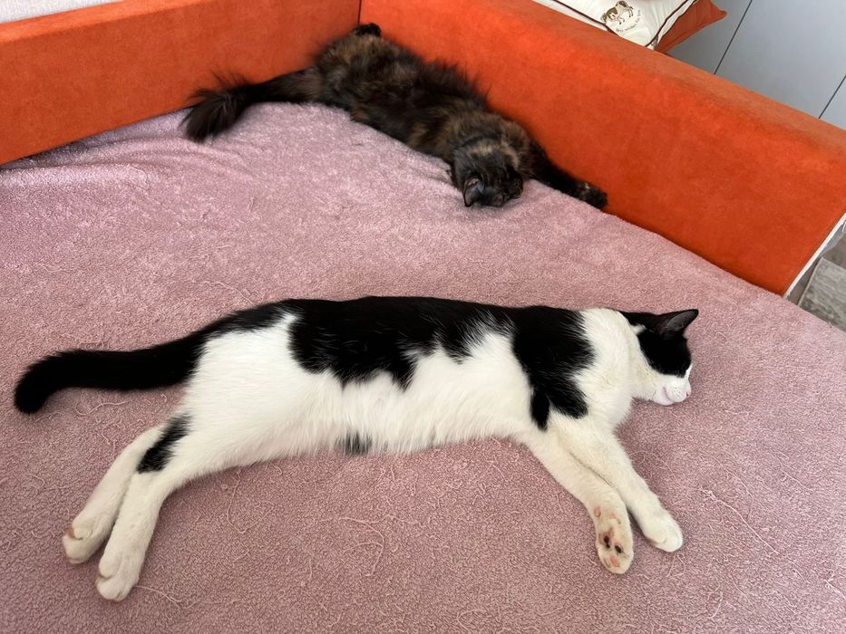 Домашний кот Томас