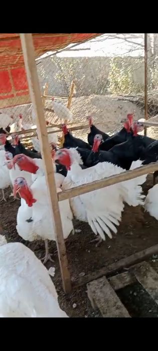 Табиғи жем жеп тұрған Үндіктер,