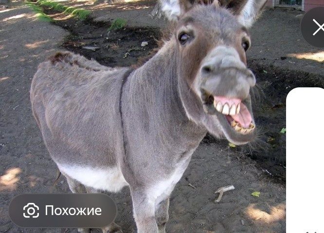 Есектер сатылат 60000г