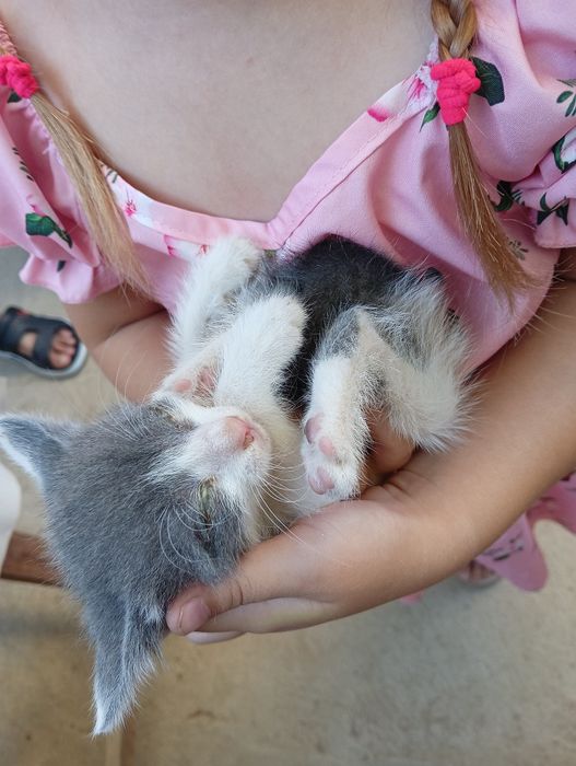 Отдаем милых котят в хорошие руки