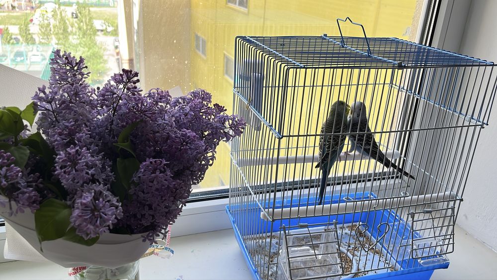 Попугай 2 шт девочка мальчик