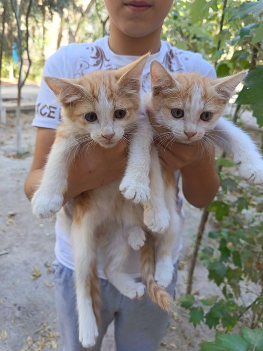 Коты продаются бесплатно