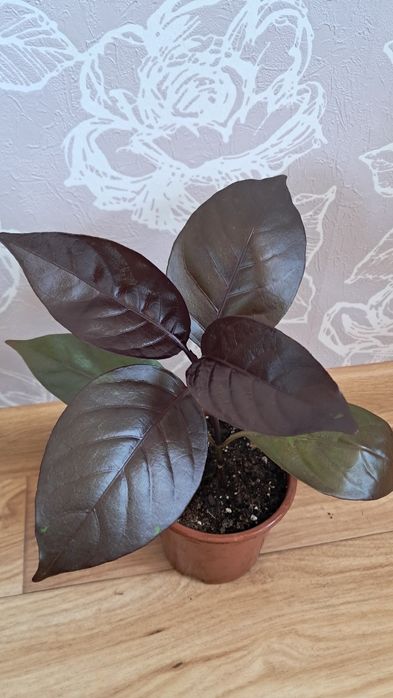 Комнатные цветы неприхотливые