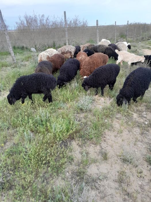 Марқа Қозы- лар  сатылады